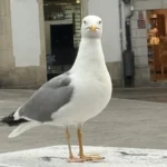 Gaviota de frente