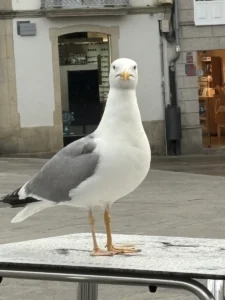 Gaviota de frente