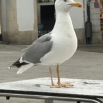 Gaviota
