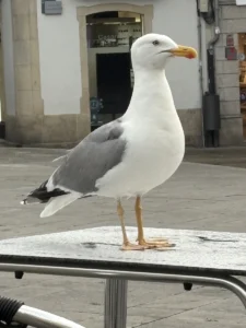 Gaviota